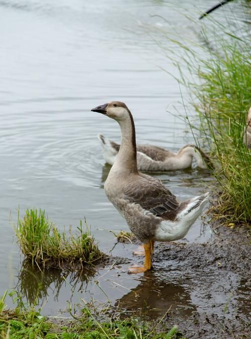 乌龟、蛇丶鳄鱼属于什么动物