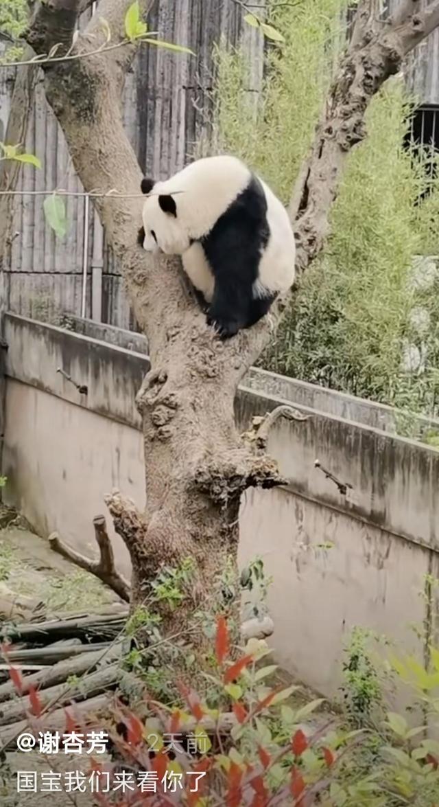 林丹一家三口近照（6岁儿子满头黄发身高到爸爸腰部）(1)