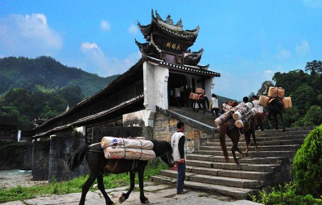 长沙茶颜悦色什么纯茶最好喝（非遗湘茶吴建利）(13)