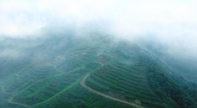 长沙茶颜悦色什么纯茶最好喝（非遗湘茶吴建利）(15)