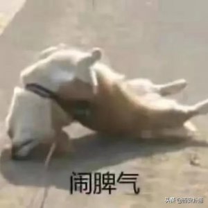 ​西安解封后现状（看完已经解封的西安人朋友圈）