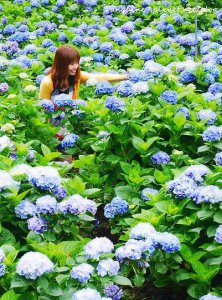 ​花团锦簇属于哪个季节,花团锦簇是描写春天还是夏天