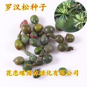 ​罗汉松籽播种方法（怎么种植罗汉松籽）