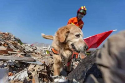 ​汶川地震时唯一幸存的搜救犬（汶川地震67只搜救犬全部离世）