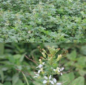 ​广东白花菜家常做法（湖北安陆白花菜怎么做）