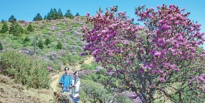 索玛花和杜鹃花区别