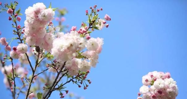 贵阳樱花园在哪里，贵阳樱花什么时候开花？图5