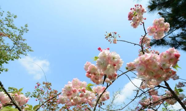 贵阳樱花园在哪里，贵阳樱花什么时候开花？图3