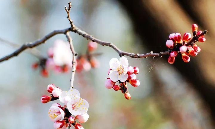 杏月荷月菊月桂月是农历几月几日