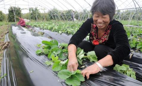 黑色地膜土豆种植技术（种土豆用透明膜还是黑地膜好些）