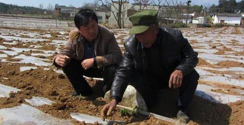 黑色地膜土豆种植技术（种土豆用透明膜还是黑地膜好些）