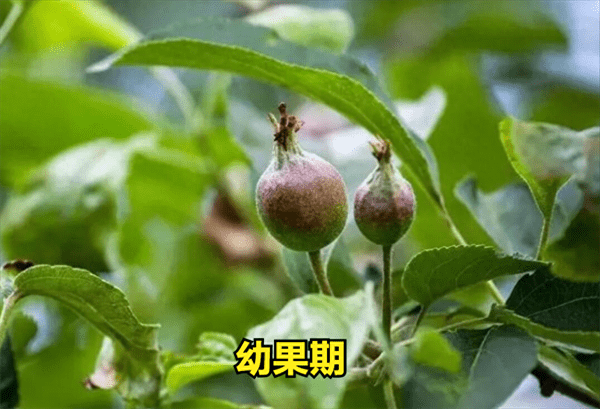 芸苔素多久喷一次(芸苔素的使用注意事项)