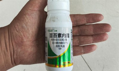 ​芸苔素多久喷一次(芸苔素的使用注意事项)