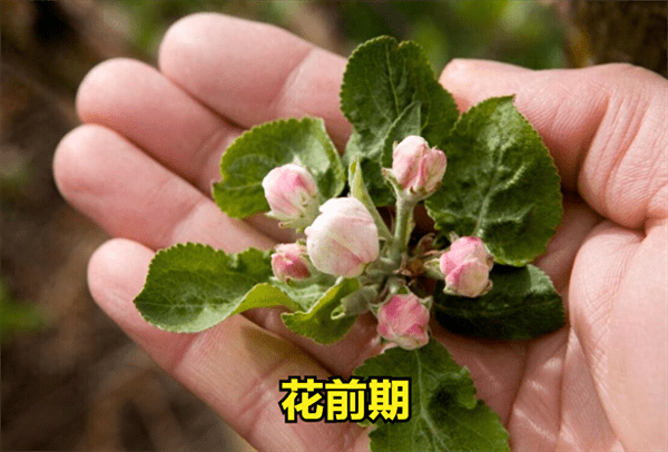 芸苔素多久喷一次(芸苔素的使用注意事项)