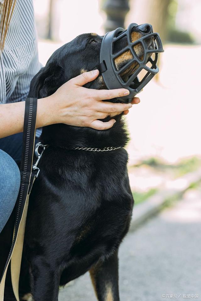 养狗人遛狗的现状一个比一个疯！网友：这就是养狗人的卑微吧