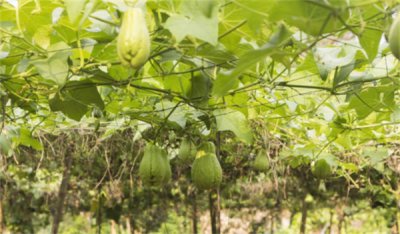 ​佛手瓜种植方法和时间(佛手瓜种植方法的图解)