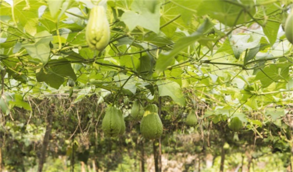 佛手瓜种植方法和时间(佛手瓜种植方法的图解)-第1张图片-