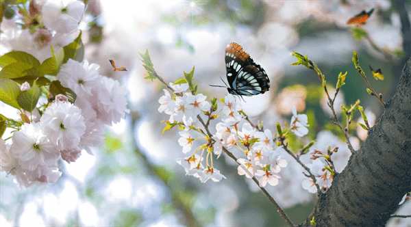 春天的节气有哪些(盘点春天的6大节气)