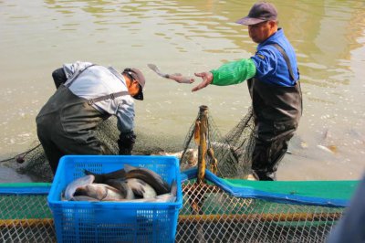 ​免费！浙江一学校抓到 2000 多斤鱼，大宴师生三天