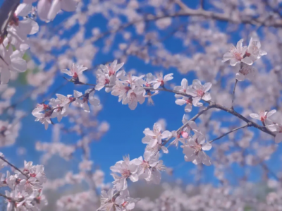 ​樱花照片取名字樱花照片文案