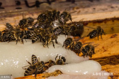 ​中蜂吃哪些食物？各生长阶段各不相同，养不好蜂，与食物关系巨大