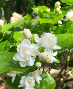 ​茉莉花茶有什么功效与作用（你不了解的茉莉花茶 妙处多多难以想象）