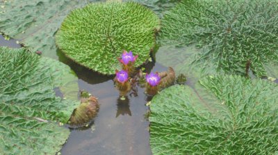 ​芡实的功效与作用（固肾益寿还有药用功效）