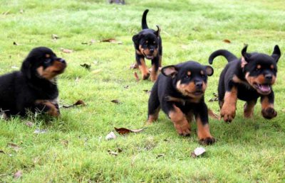 ​防暴犬罗威纳适合什么人养（绝对忠诚罗威纳犬，铲屎官的“第一保镖”，特别适