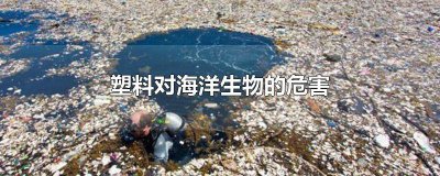 ​塑料对海洋生物的危害新闻 塑料对海洋生物的危害作品名称