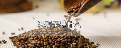 ​决明子是什么植物的种子 决明子是什么东西