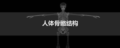 ​人体骨骼结构图全身 人体骨骼结构图素描