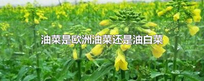 ​油菜一般指的是欧洲油菜还是有白菜 油菜是欧洲油菜吗