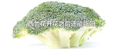 ​西兰花开花后还可以吃吗视频教程 西兰花花开花了还能吃吗