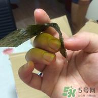 海牌海苔真假鉴别_海牌海苔假货太多了需注意