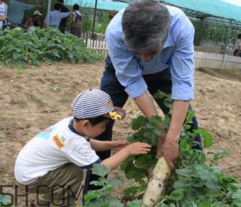 ​秋后拔萝卜再硬也要碰是什么意思？