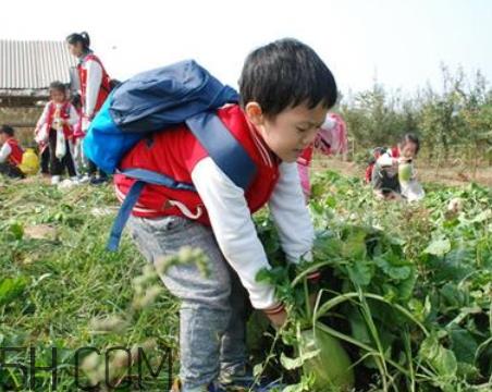 秋后拔萝卜再硬也要碰是什么意思？