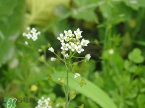 荠菜花可以泡茶吗？荠菜花泡茶喝有什么功效？