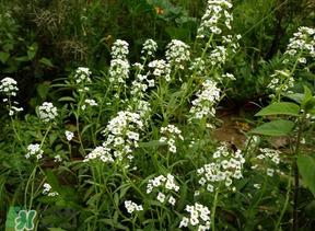 荠菜花可以泡茶吗？荠菜花泡茶喝有什么功效？