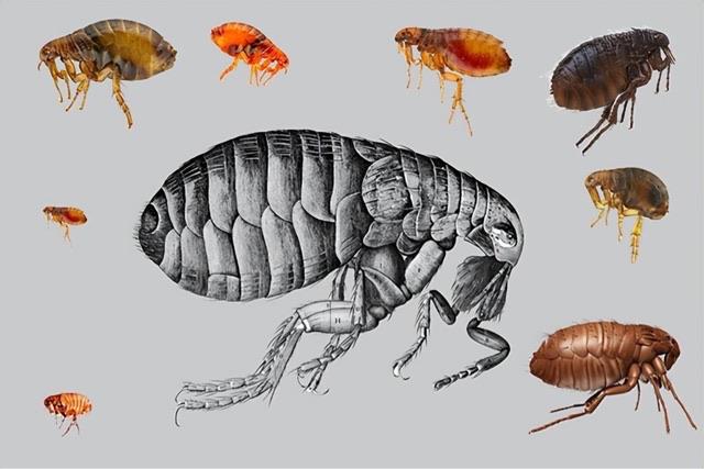 生活怎样消灭跳蚤又快又好（彻底消灭家里跳蚤的有效方法）  2
