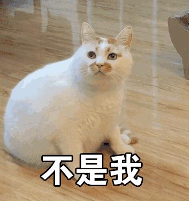 网红猫楼楼去世，我们的表情包回喵星球了！