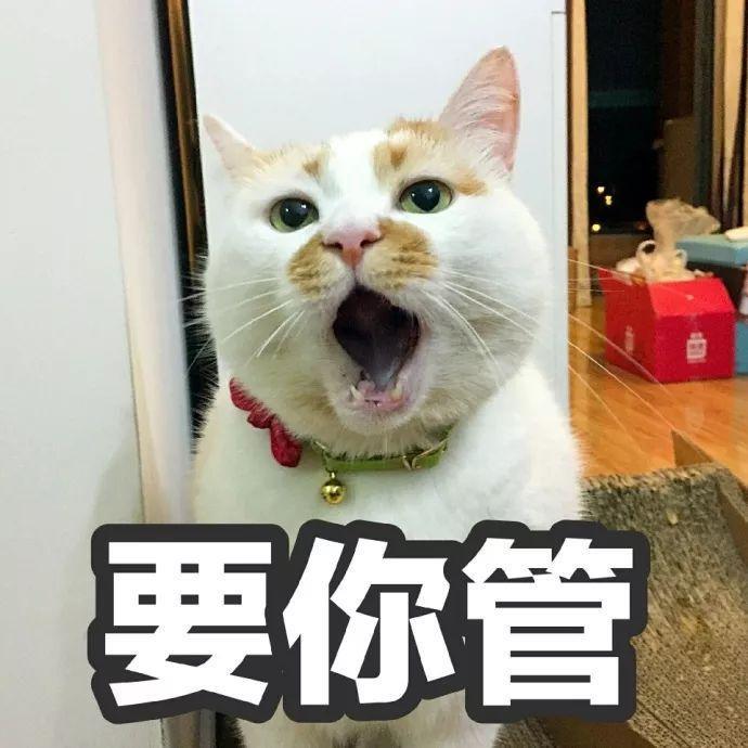 网红猫楼楼去世，我们的表情包回喵星球了！