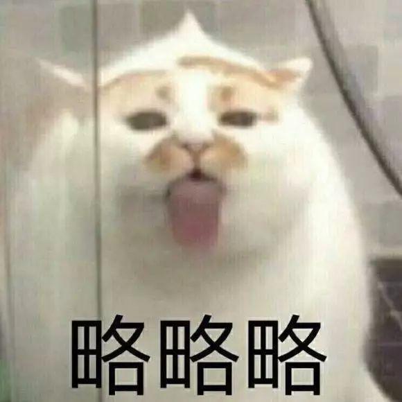 网红猫楼楼去世，我们的表情包回喵星球了！