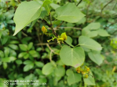 ​丁香花几天浇一次