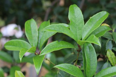 ​桂花泡茶喝有什么作用，桂花泡茶的做法