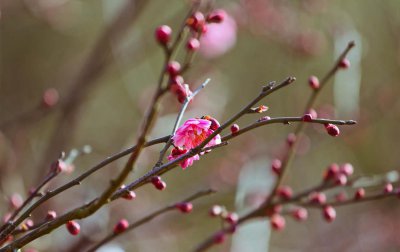 ​梅花一年四季都可以嫁接吗