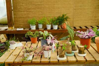 ​打碗花、打破碗花、打破碗碗花都是些什么植物