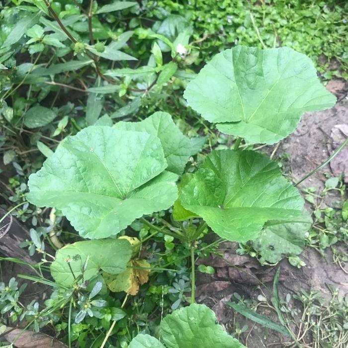 冬寒菜，一种倍受冷落的蔬菜！有人却留恋它的味道