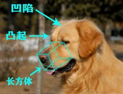 金毛犬纯不纯，关键还是这7个特征，你可能买到“假狗”了