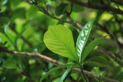 ​栀子花几月开花