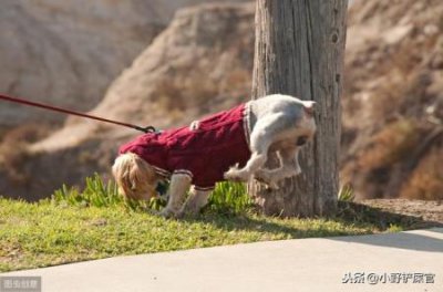 ​柴犬币未来，柴犬币未来能涨到多少